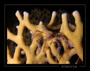 Spider crab on a fire coral - nigth dive in Marsa Shagra ... by Patrick Tutt 